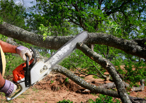 Why Choose Our Tree Removal Services in Crozet, VA?